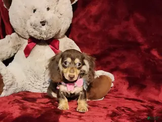 Miniature Dachshund dogs COCOA - Ad 13