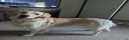 Mini Goldendoodle dogs for sale: Mini Goldendoodle 1 - Ad 14
