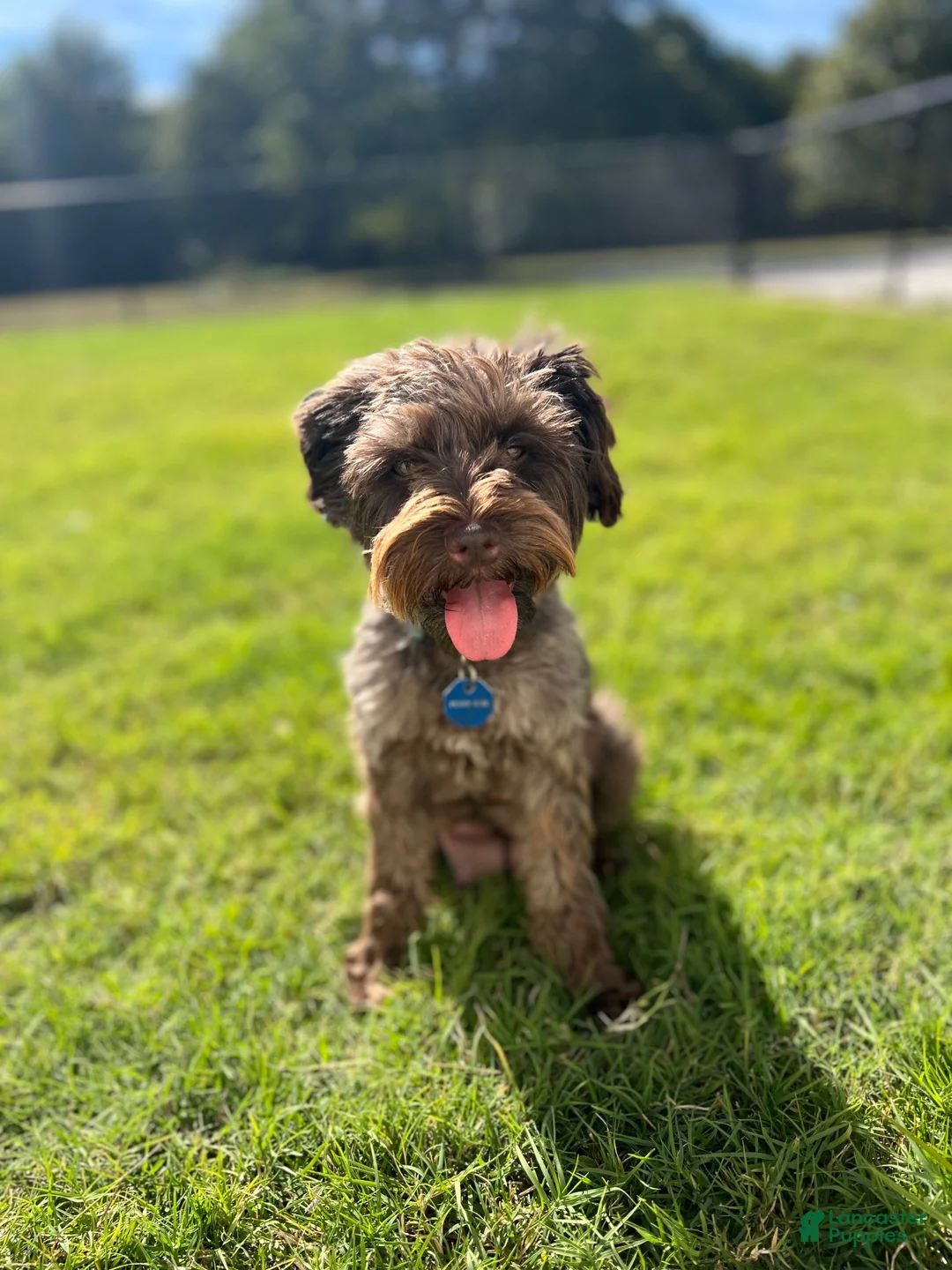 Miniature Schnauzer dogs for sale: Miniature Schnauzer 1 - Ad 4