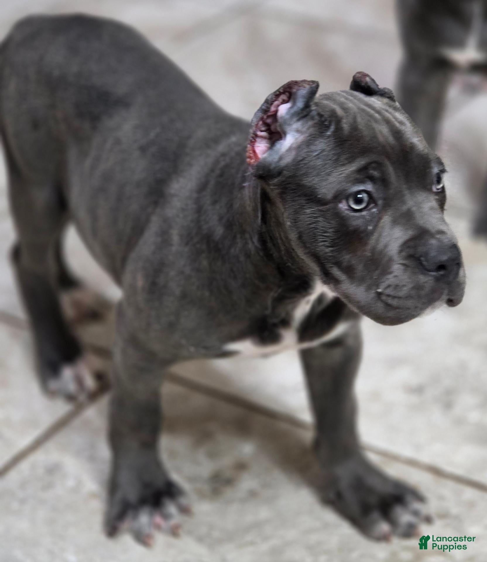 Cane Corso dogs Cane Corso 1 - Ad 2