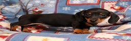 Miniature Dachshund dogs for sale: Henry - Ad 8