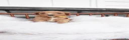 Cavapoo dogs for sale: Jacy  - Ad 9