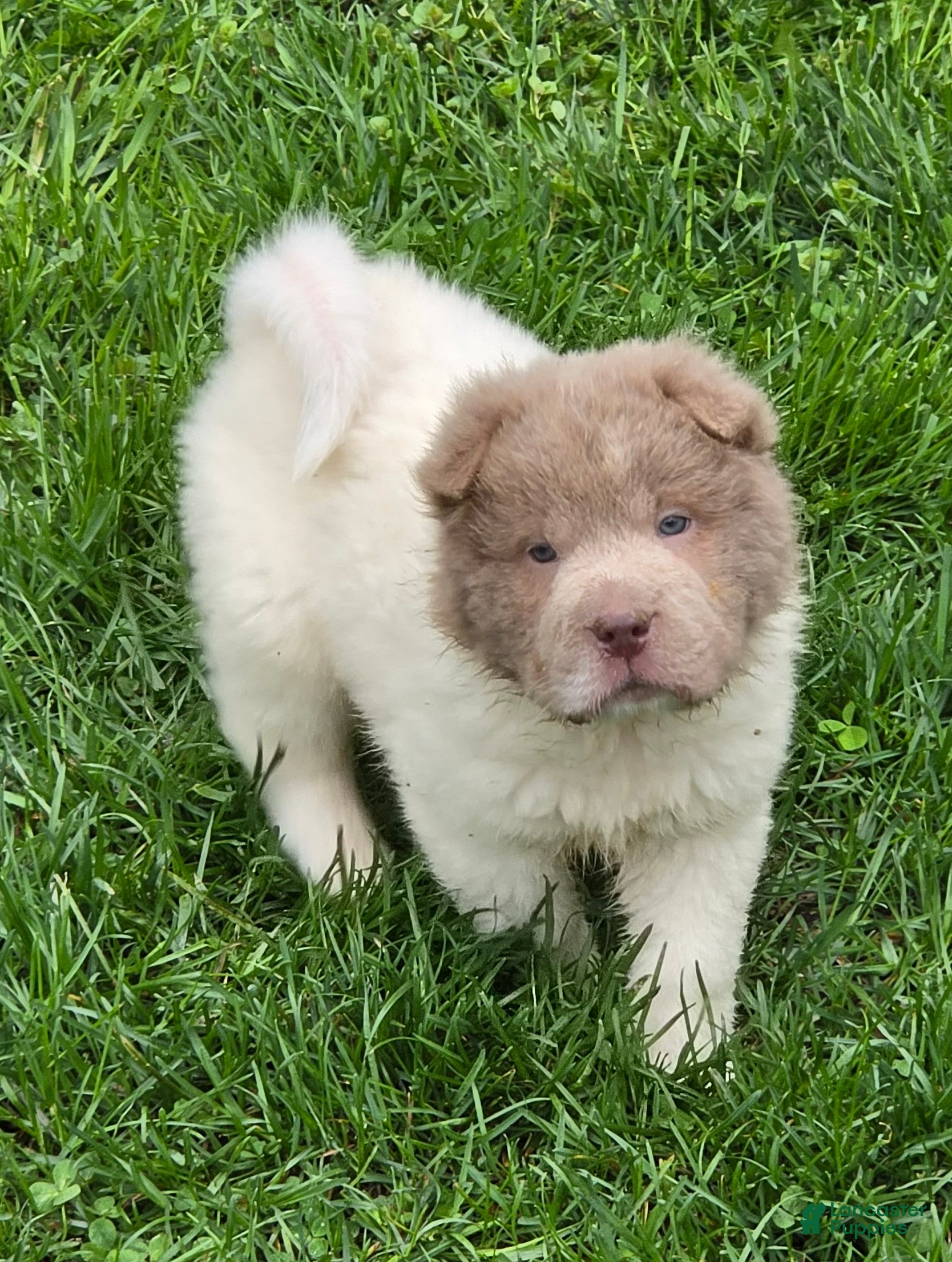 Shar Pei dogs for sale: Banksy mini lilac flower bear  - Ad 2