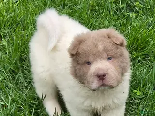 Shar Pei dogs for sale: Banksy mini lilac flower bear - Ad 2