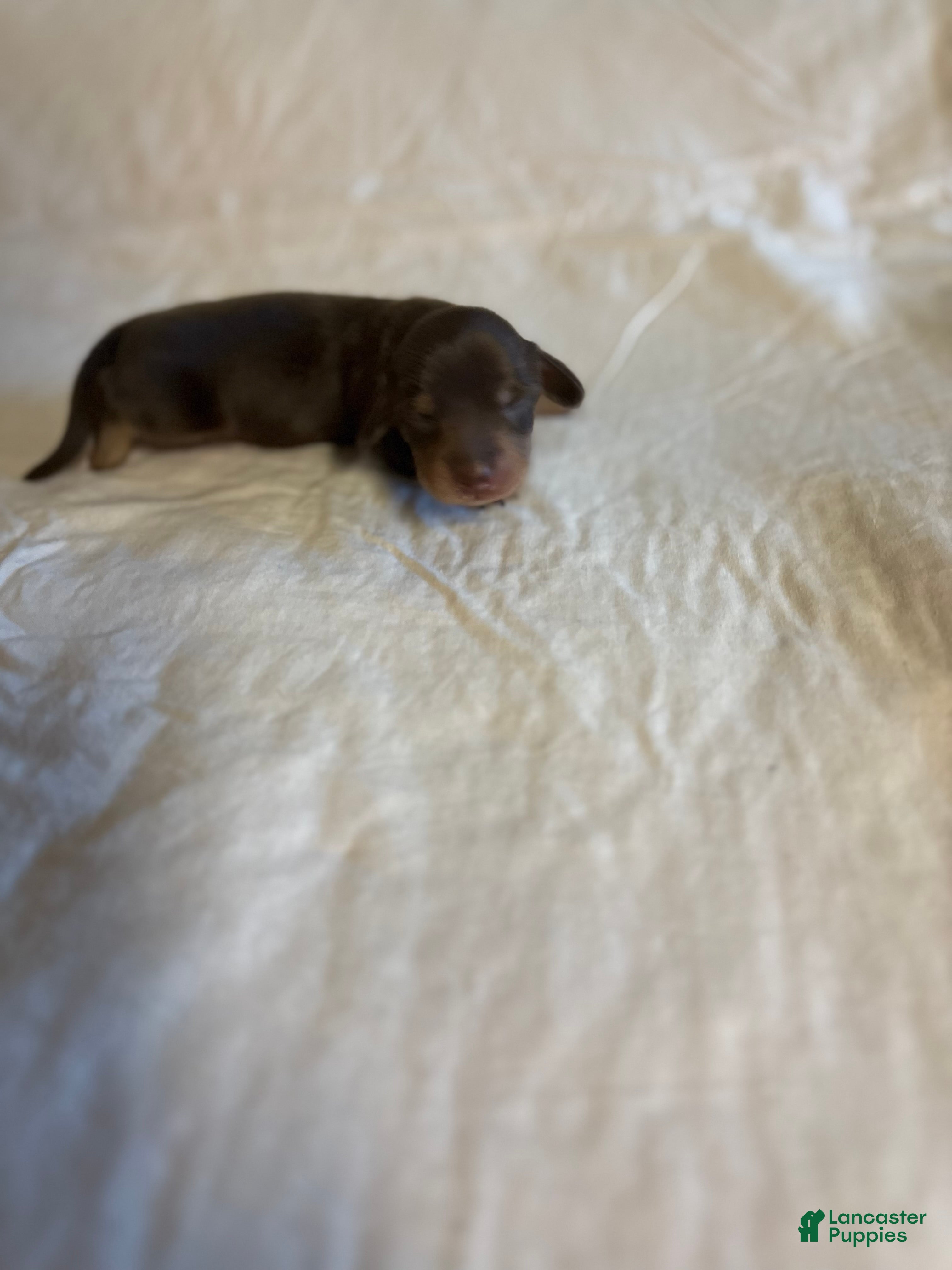Dachshund dogs Owen - Ad 1