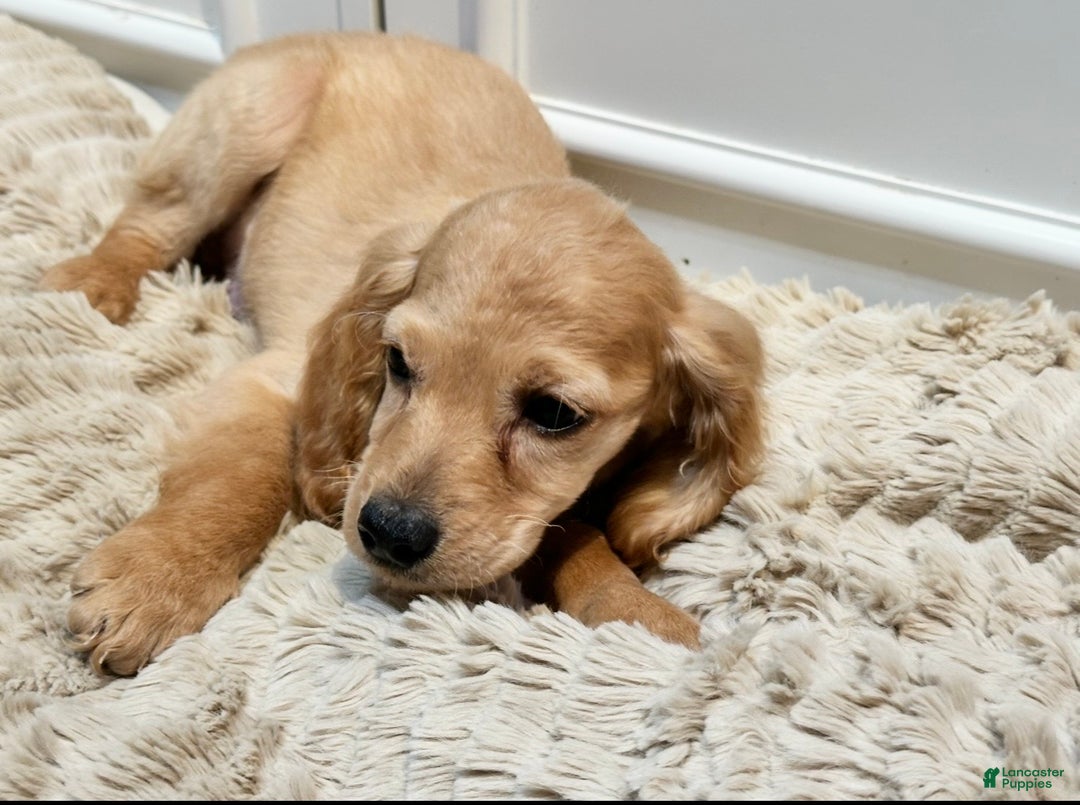 Cockapoo dogs for sale: Cane - Ad 7