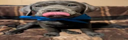 Cane Corso dogs for sale: Blue - Ad 6