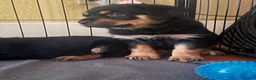 Rottweiler dogs for sale: Dream - Ad 2