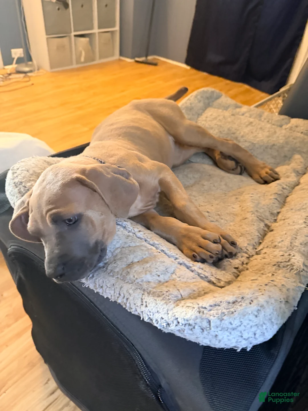 Cane Corso dogs for sale: Cane Corso 4 - Ad 2