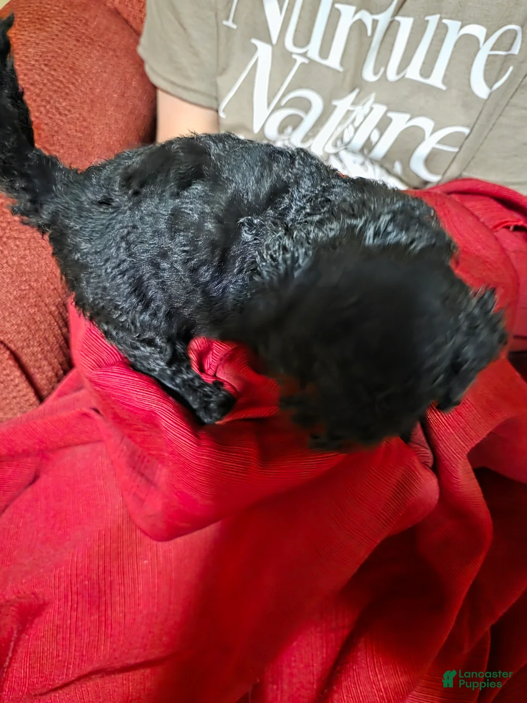Shihpoo dogs for sale: Belle - Ad 2