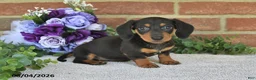 Miniature Dachshund dogs for sale: Penny - Ad 5