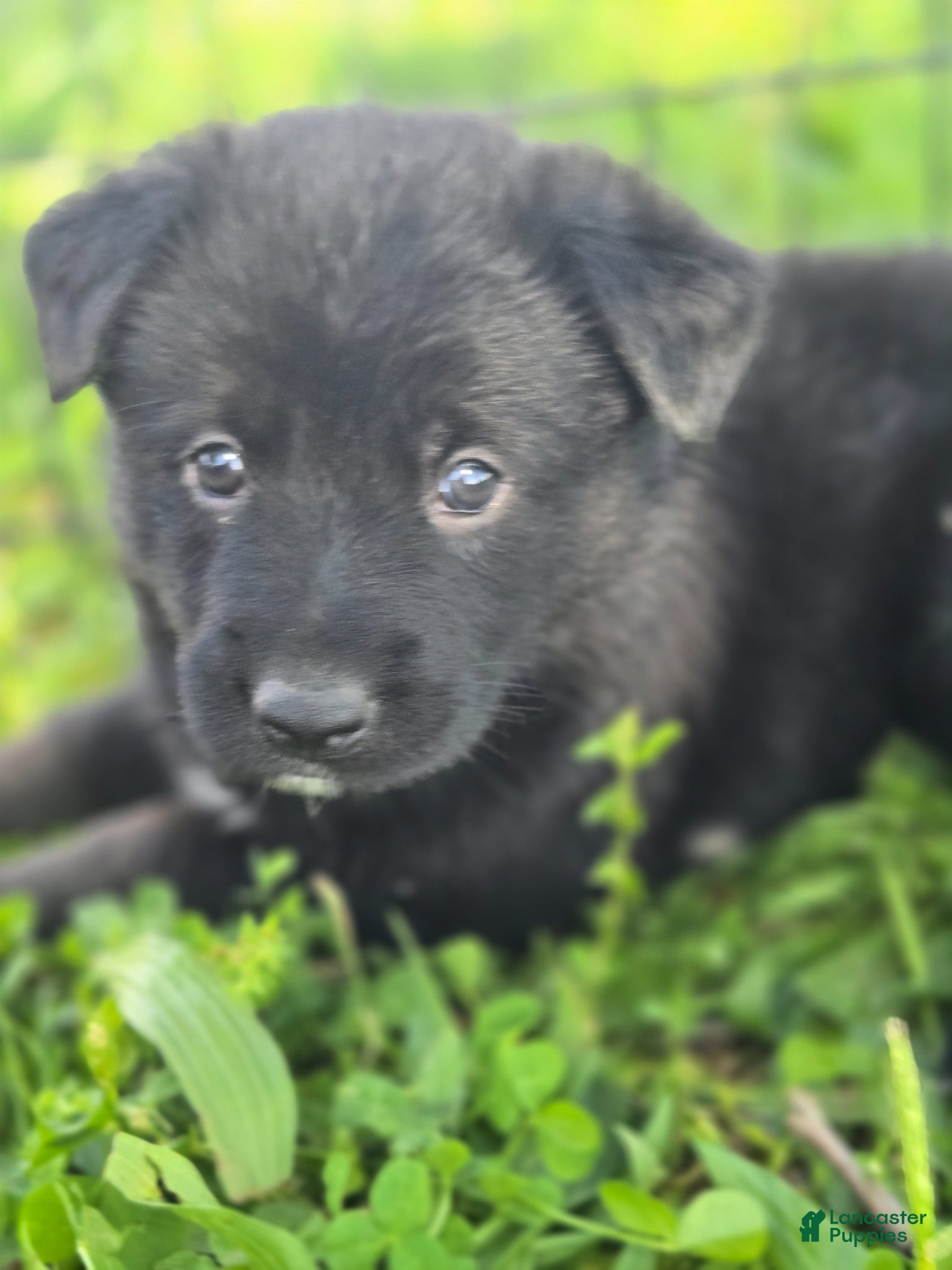 German Shepherd dogs German Shepherd Puppy 3 - Ad 3