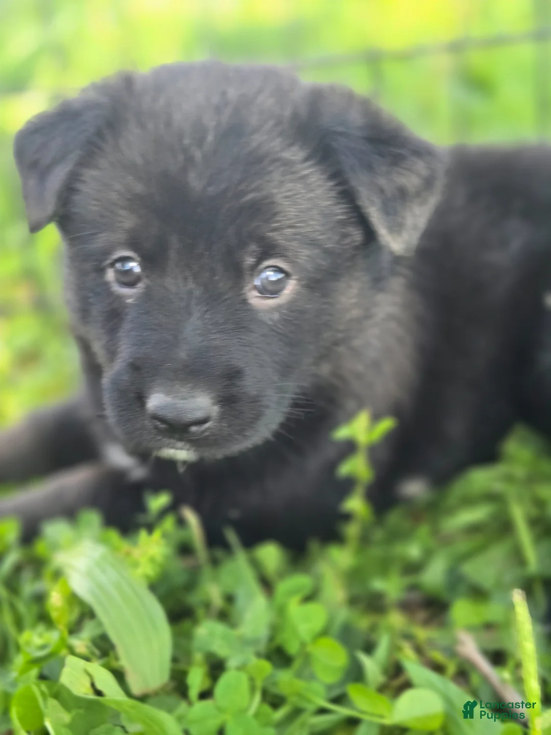German Shepherd dogs for sale: German Shepherd Puppy 3 - Ad 1