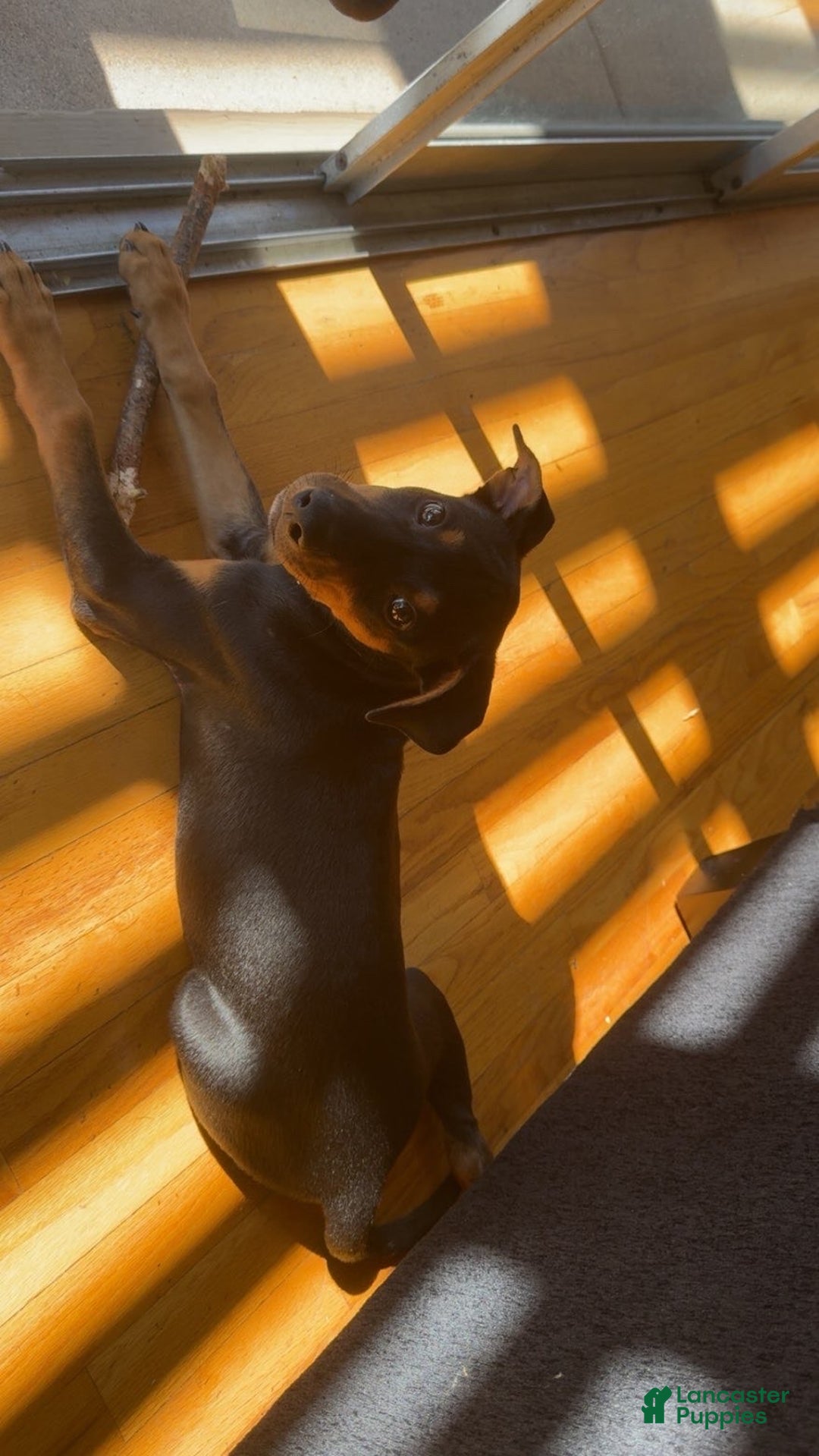 Doberman Pinscher dogs for sale: Doberman Pinscher Puppy 1 - Ad 2