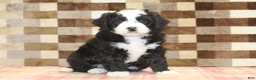 Mini Bernedoodle dogs for sale: Cody - Ad 3