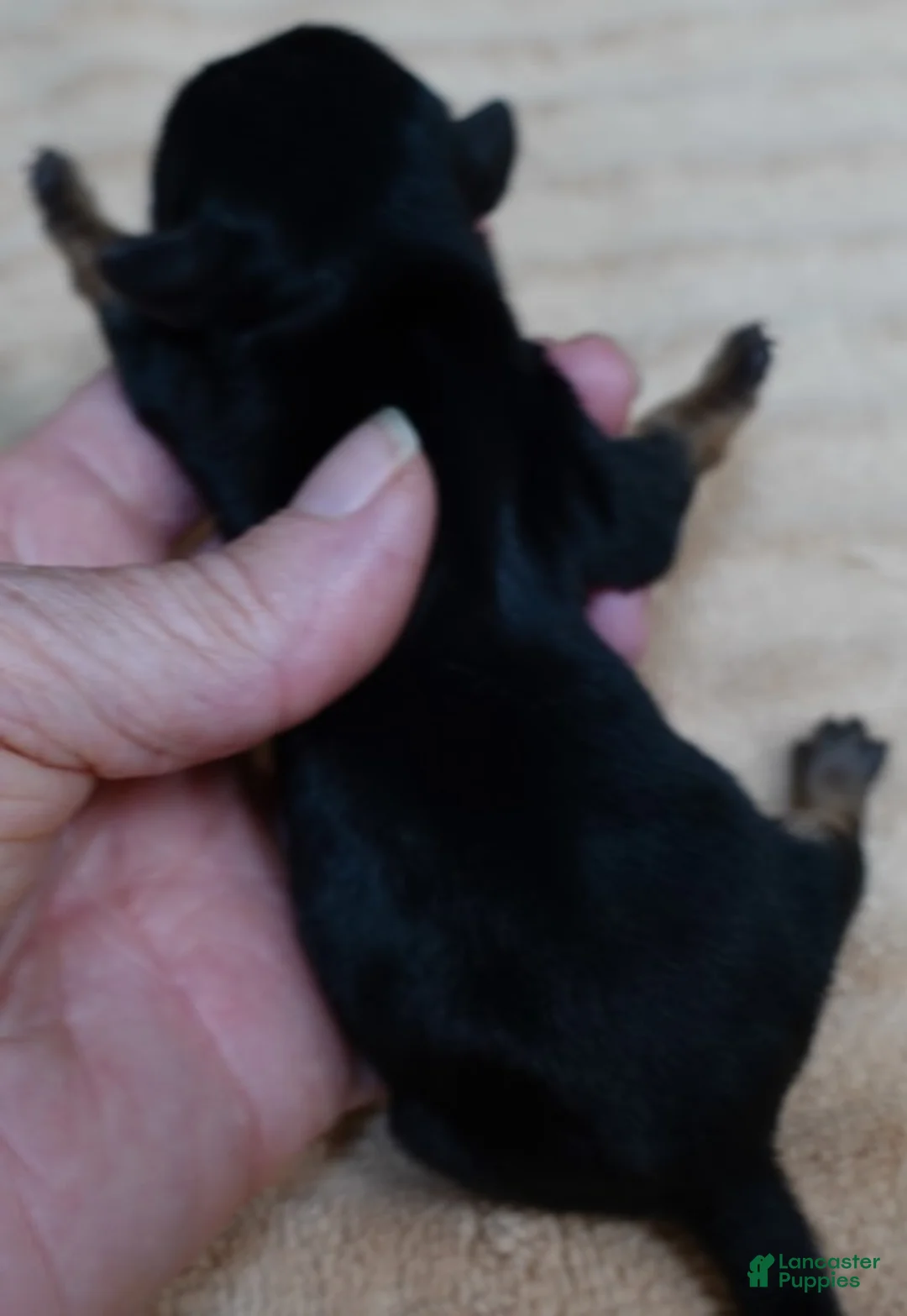 Yorkshire Terrier dogs for sale: Teacup Koda 4 ounces - Ad 2