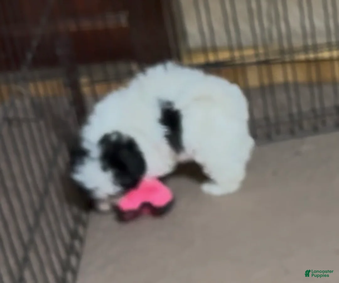 Shihpoo dogs for sale: Shihpoo Puppy 3 - Ad 4