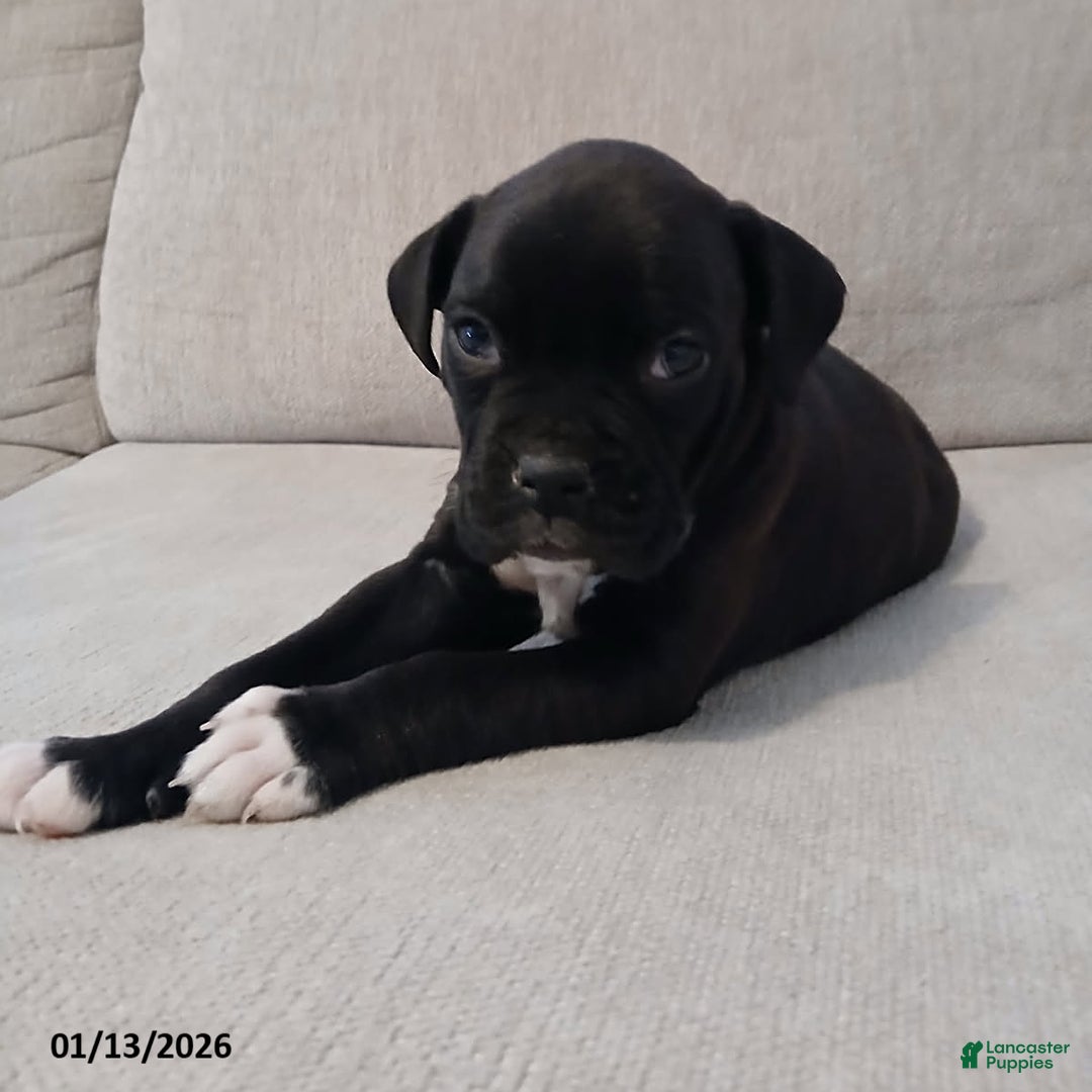 Boxer dogs for sale: Thunder - Ad 6