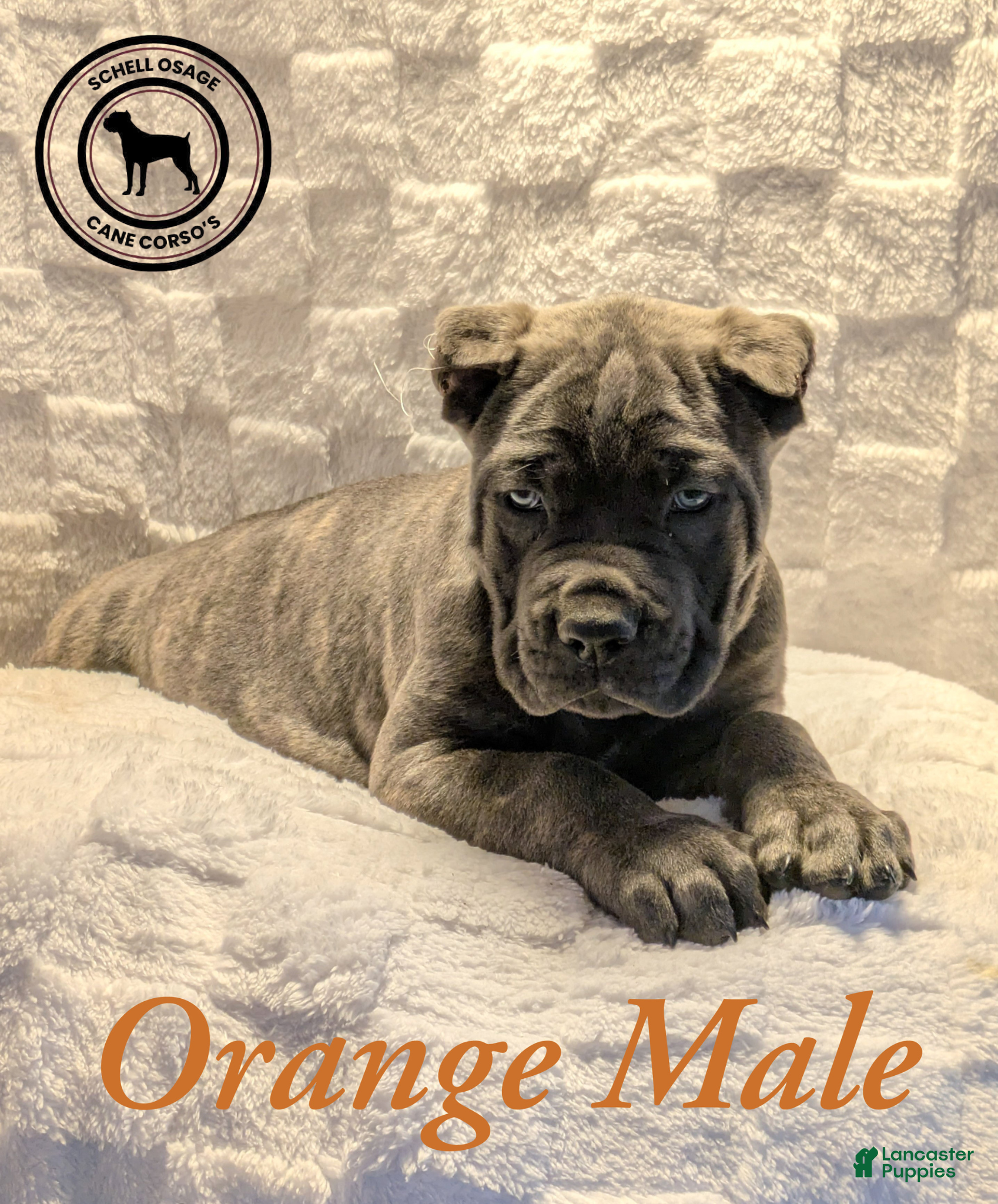 Cane Corso dogs Orange - Ad 5