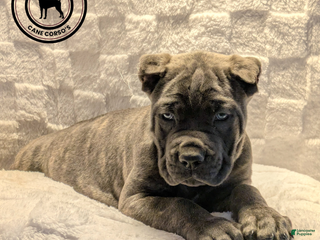 Cane Corso dogs Orange - Ad 5