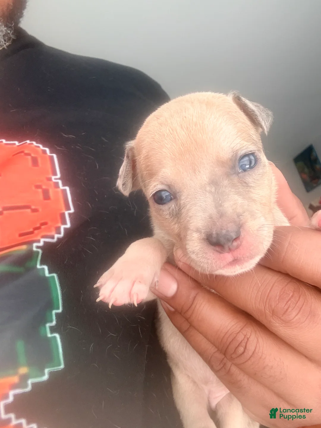 Mixed Breed dogs for sale: Mini - Ad 2