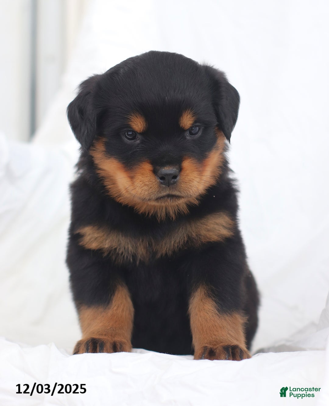 Rottweiler dogs for sale: Kelly - Ad 2