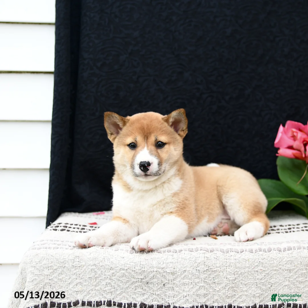 Shiba Inu dogs for sale: June - Ad 5