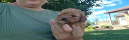 Cavapoo dogs for sale: Hudson - Ad 10