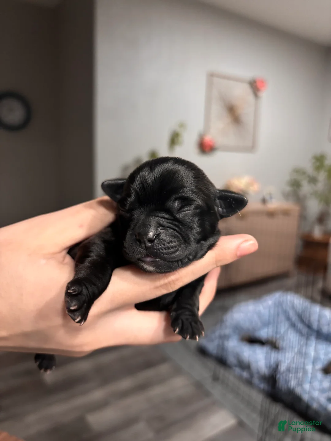 Mixed Breed dogs for sale: Mixed Breed Puppy 4 - Ad 1