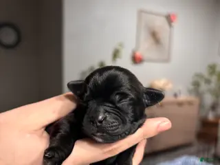 Mixed Breed dogs Mixed Breed Puppy 4 - Ad 9