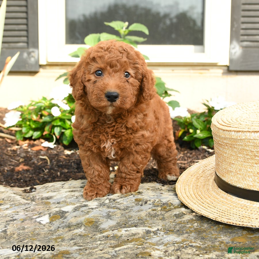 Mini Goldendoodle dogs Louie - Ad 2