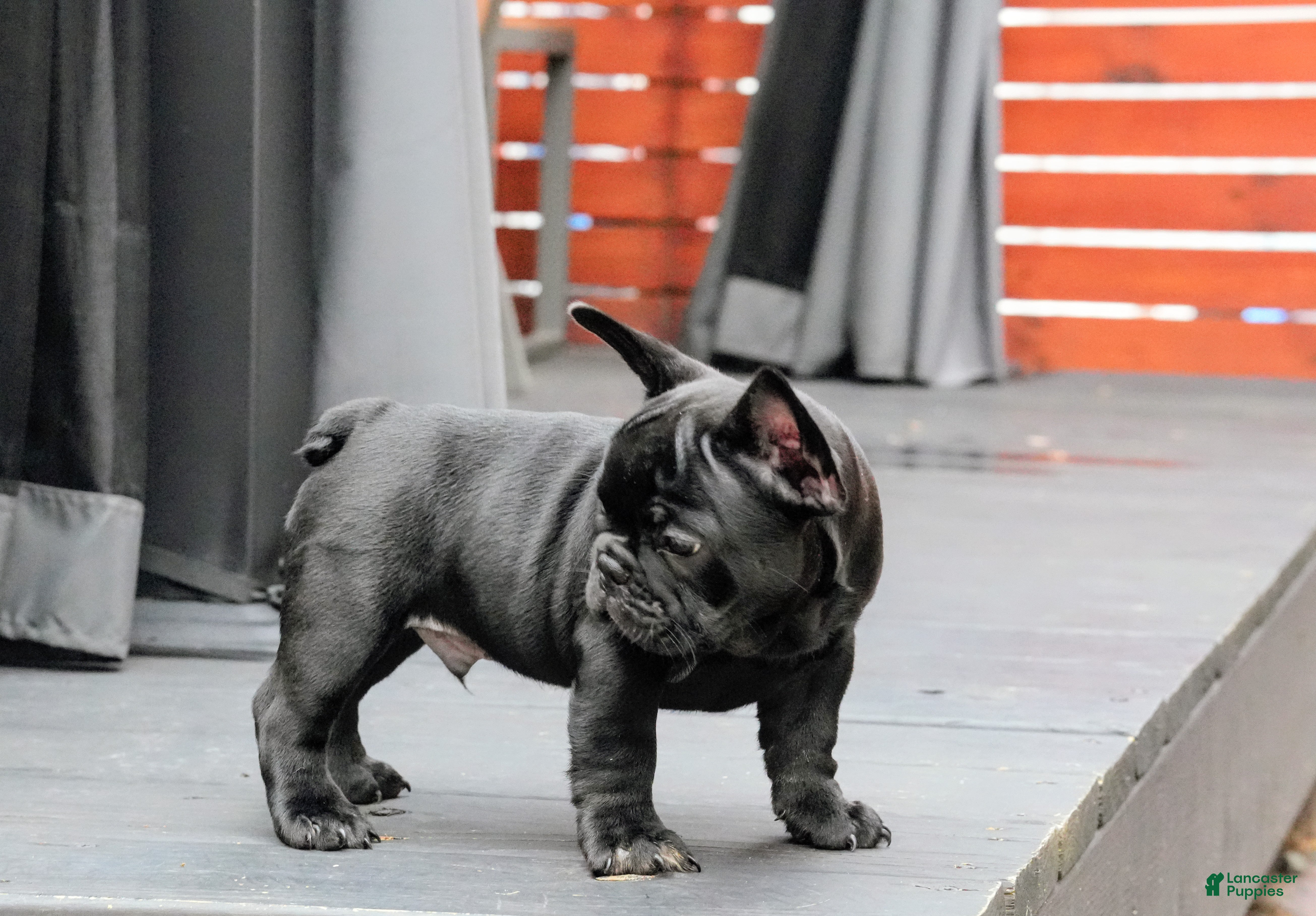 French Bulldog dogs Stitch Solid Black Male (No brindle) - Rare - Ad 1