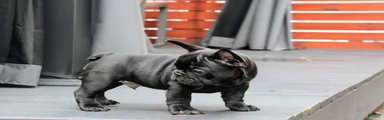 Stitch Solid Black Male (No brindle) - Rare