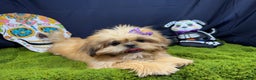 Shih Tzu dogs for sale: Shih Tzu Puppy 1 - Ad 2