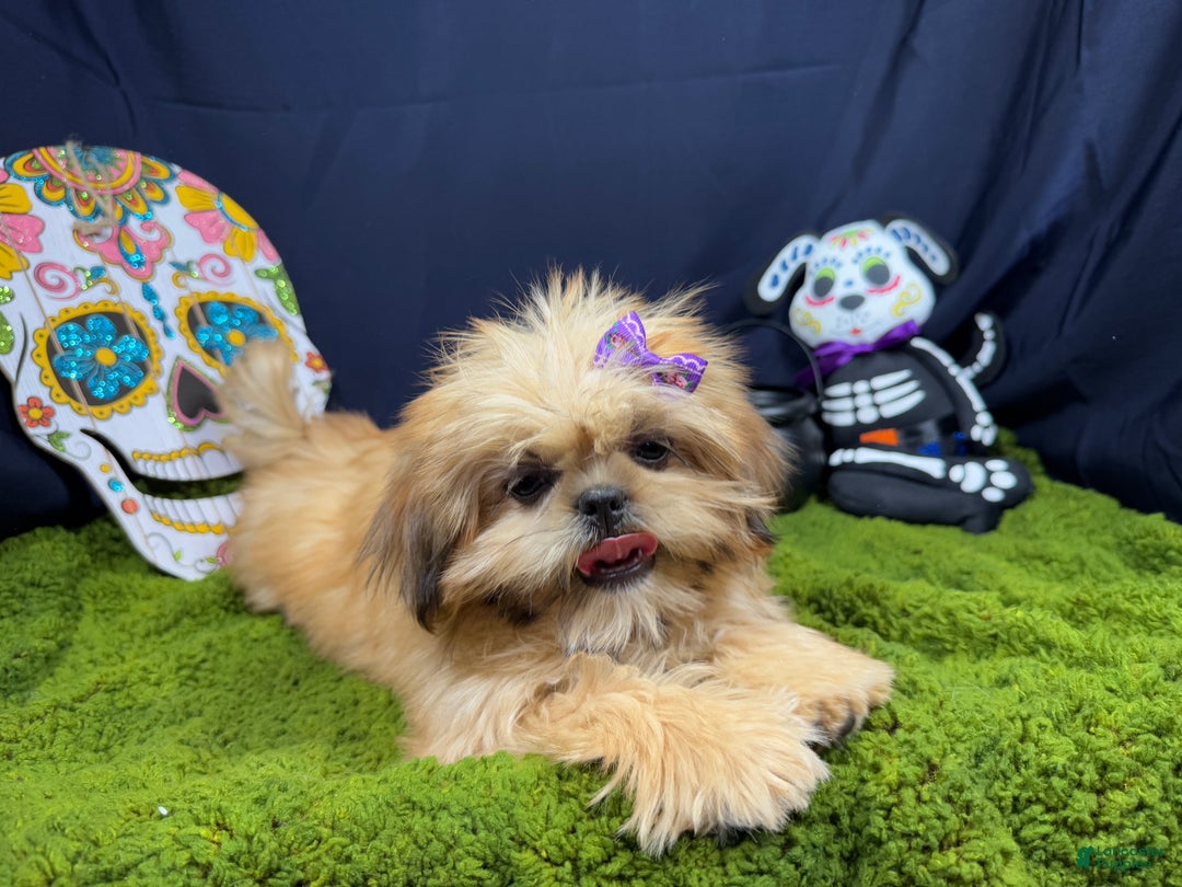 Shih Tzu dogs for sale: Shih Tzu Puppy 1 - Ad 2