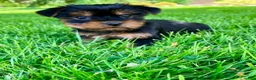 Yorkshire Terrier dogs for sale: Ariel - Ad 4