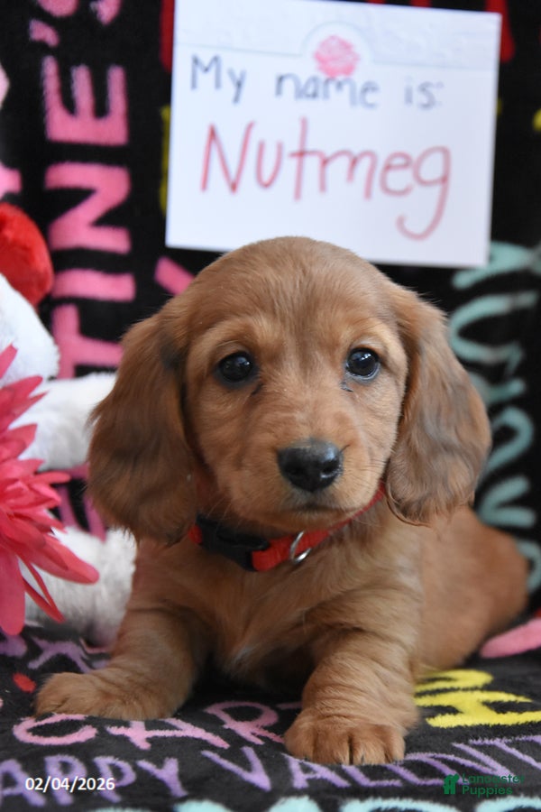 Miniature Dachshund dogs for sale: Nutmeg - Ad 2