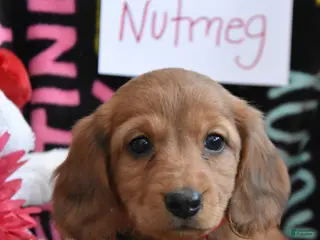 Miniature Dachshund dogs for sale: Nutmeg - Ad 2
