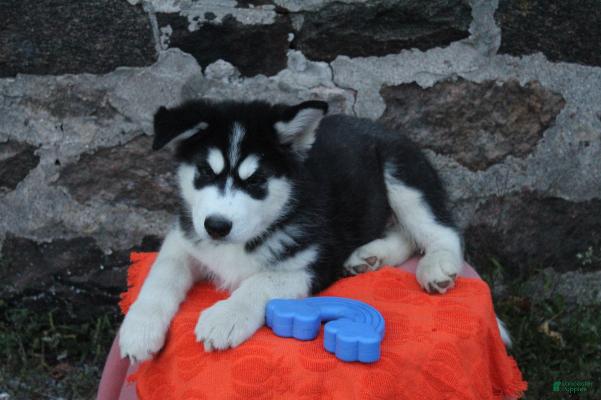 Alaskan Malamute dogs Timber - Ad 1