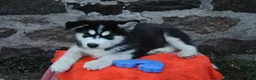 Alaskan Malamute dogs for sale: Timber - Ad 1