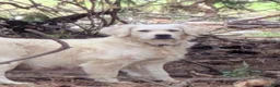Golden Retriever dogs for sale: Ingalls - Ad 5