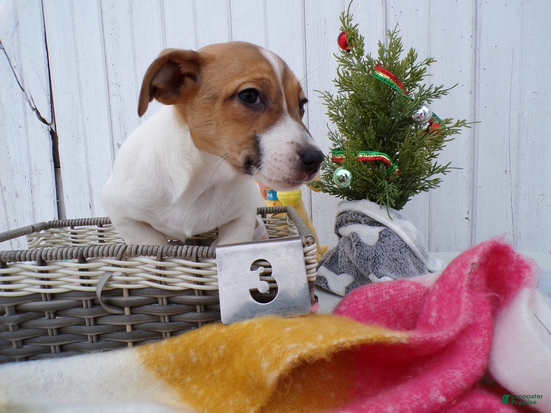 Jack Russell Terrier dogs for sale: Jack Russell Terrier Puppy 4 Louis - Ad 2