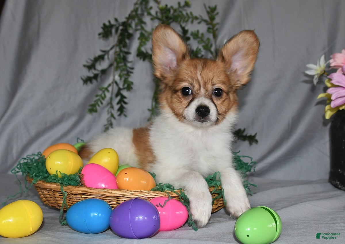 Papillon dogs Dylan - Ad 1