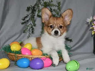 Papillon dogs for sale: Dylan - Ad 4