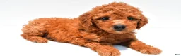 Mini Goldendoodle dogs for sale: Navy  - Ad 4