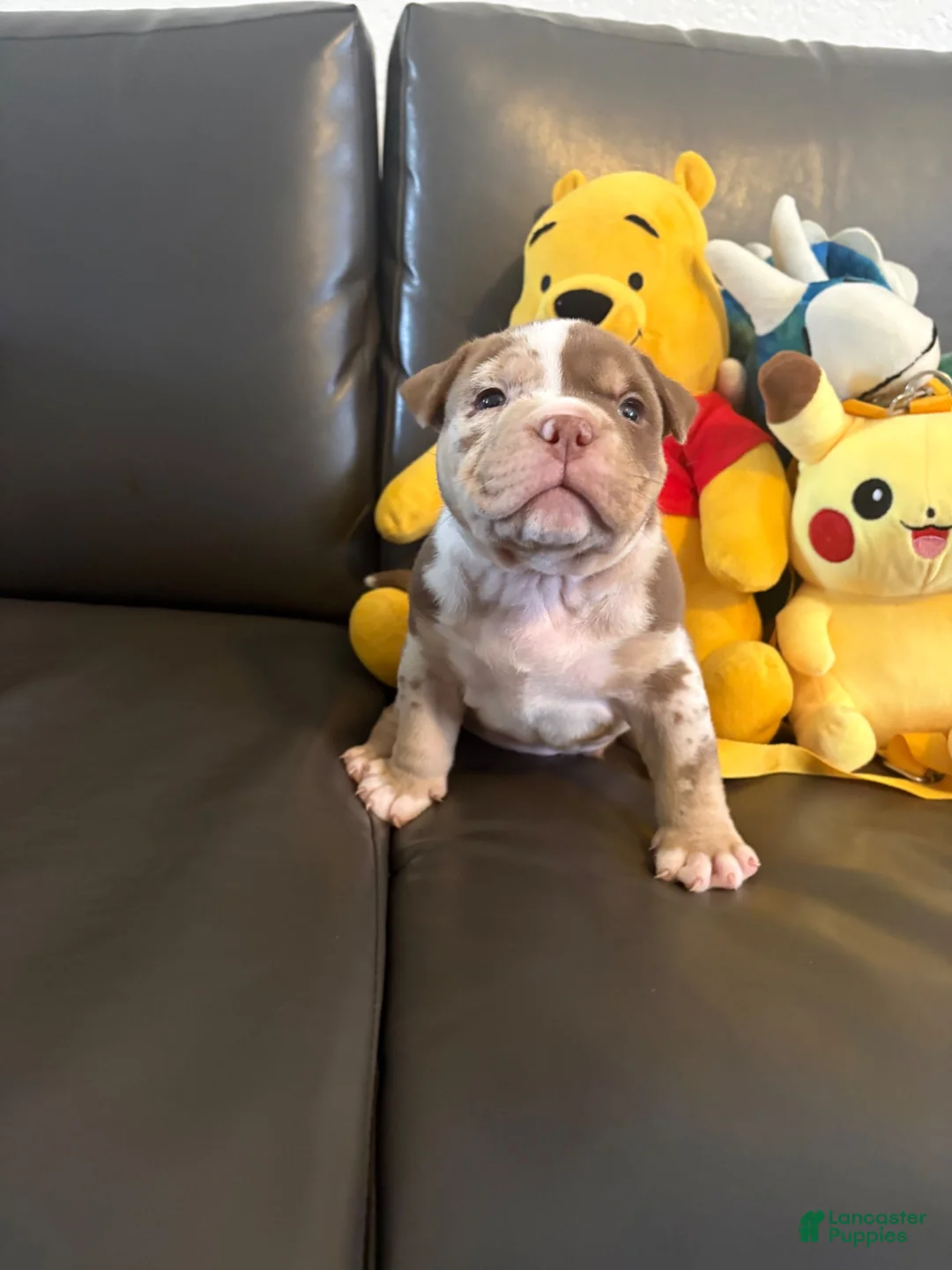 American Bully dogs for sale: American Bully 1 - Ad 1
