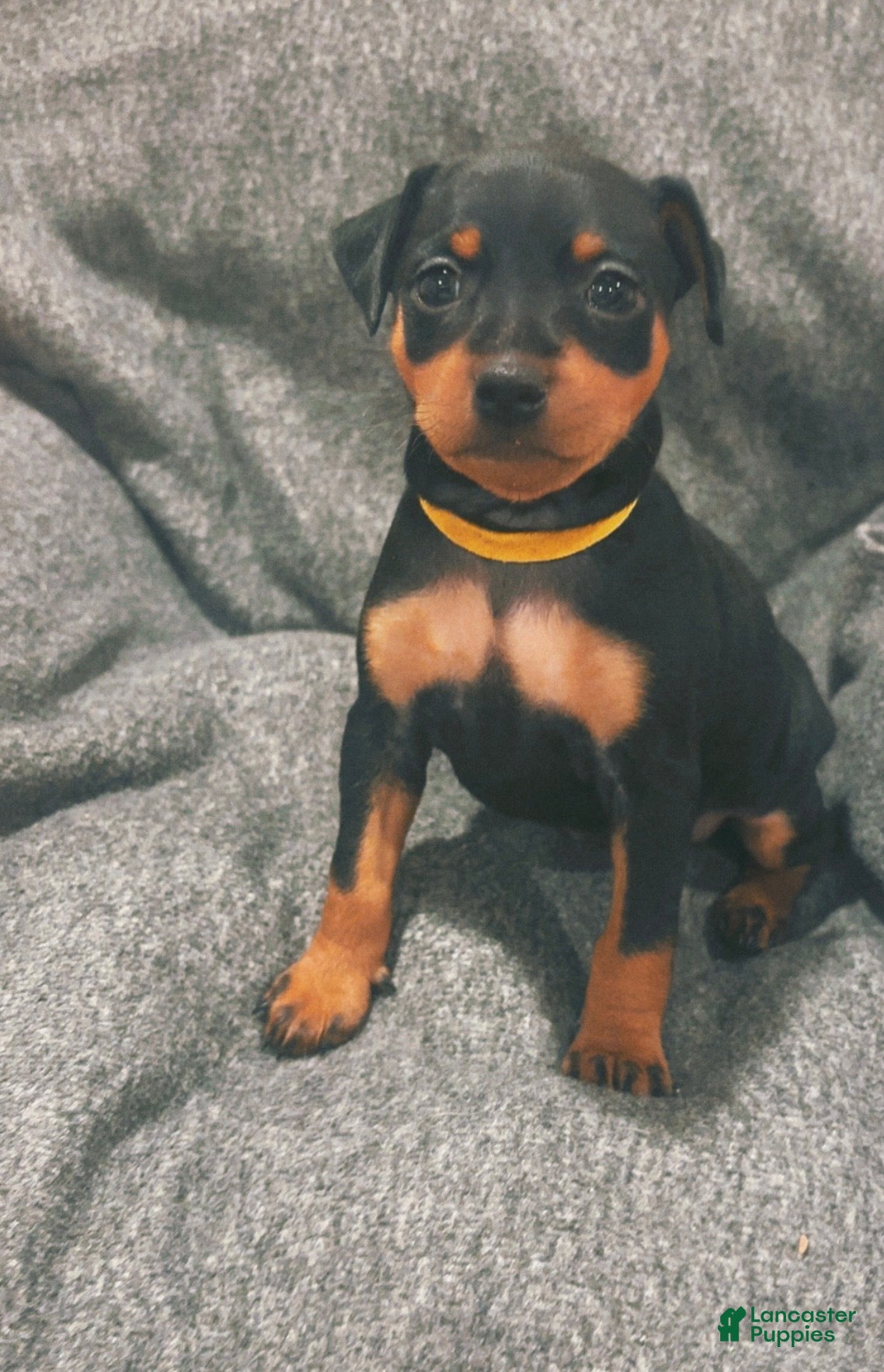 Miniature Pinscher dogs Miniature Pinscher Puppy 4 - Ad 21