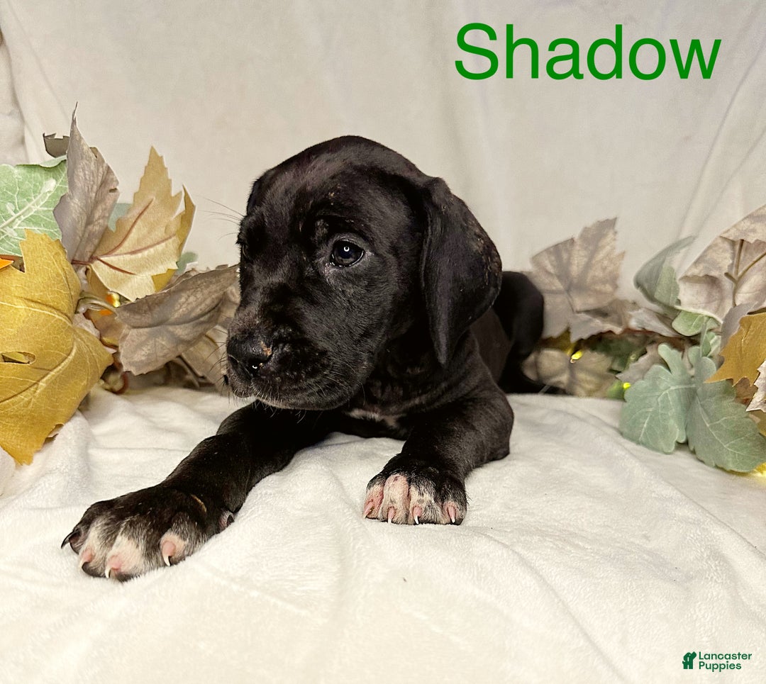 Great Dane dogs for sale: Shadow  - Ad 5