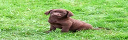 Labrador Retriever dogs for sale: Marie - Ad 3