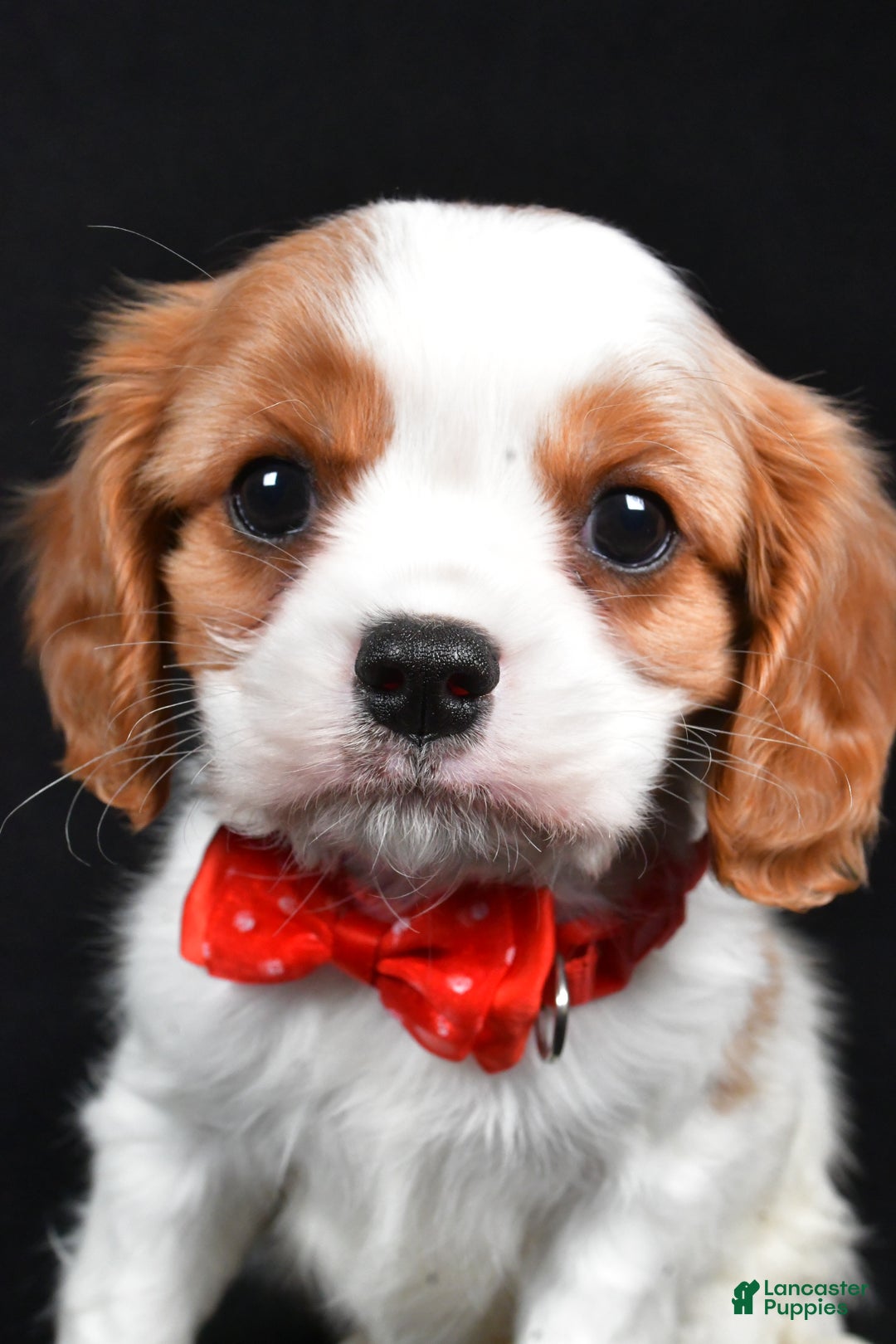 Cavalier King Charles Spaniel dogs for sale: Trevor - Ad 3
